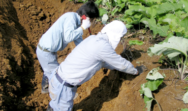 ごぼう収穫日記